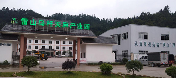 五月，帶你領(lǐng)略雷山天麻種植的尾聲